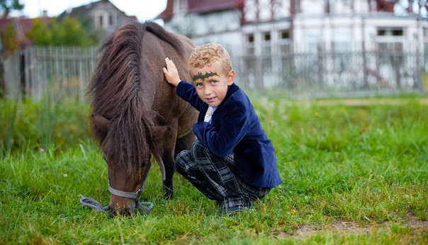 лошади и пони в СПб