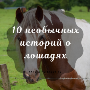 10 необычных историй о лошадях