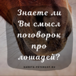 Знаете ли вы смысл поговорок про лошадей?