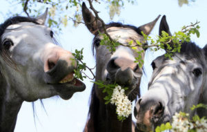 лошади жуют траву