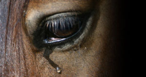 почему лошади плачут