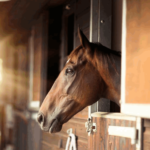 Советы по экономии на содержание лошади