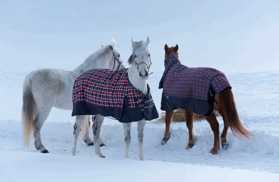 одежда для лошадей