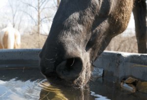 5 потенциальных опасностей летом для лошадей