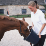 Как помочь лошади набрать вес