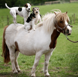 дружба лошади и собаки
