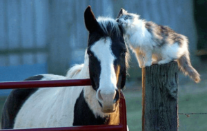 лошадь и кошка