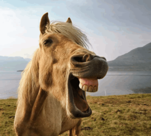 зубы у лошадей