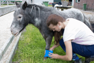 Как лечить 5 самых распространенных травм у лошадей