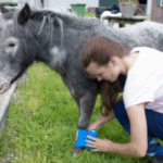 Как лечить 5 самых распространенных травм у лошадей?