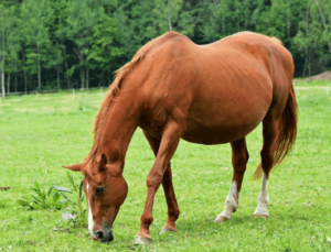 беременная лошадь
