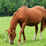 Особенности беременности лошадей
