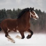 Лошади в искусстве — 8 каверзных вопросов для знатоков!